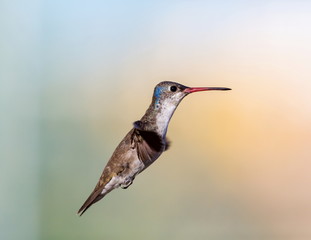 Fototapeta premium Violet Crowned Hummingbird. Using different backgrounds the bird becomes more interesting and blends with the colors. These birds are native to Mexico and brighten up most gardens where flowers bloom.