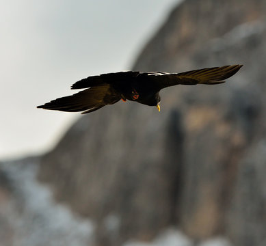 gracchio alpino