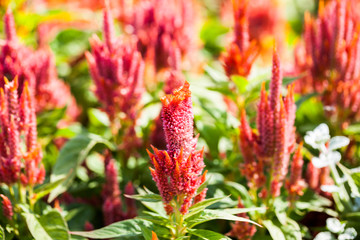 Celosia Plumosa plant in the botanical garden