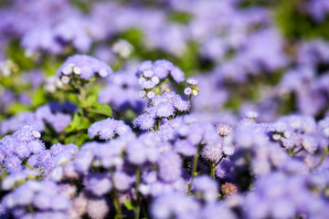 Ageratum Houstonianum Blue, plant with flowers in botanical garden