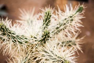 Cylindropuntia tunicata plant with details