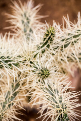 Cylindropuntia tunicata plant with details