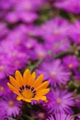 Obraz premium Flower Closeup #1