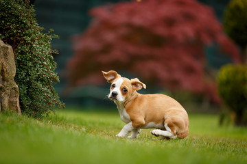 Dackel Chihuahua Mix