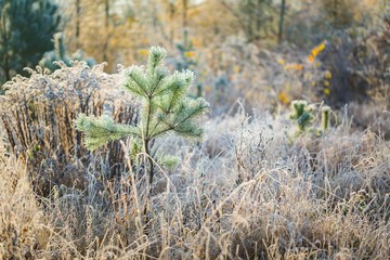 Plants with white rime