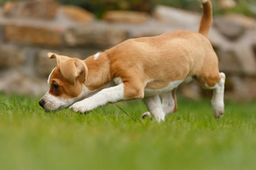 Dackel Chihuahua Mix