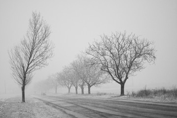 Snowing landscape with trees