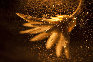 Underwater flower with bubbles