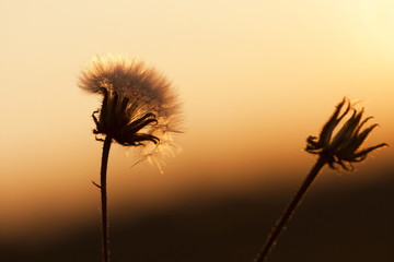 Dandelion seeds with natural background