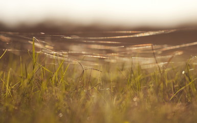 Dried herbs in the field against the light