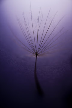 Macro, abstract composition with dandelion seed 