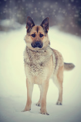 Dog of breed a sheep-dog