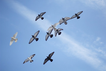 Pigeons soaring in the blue sky