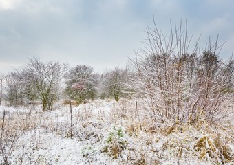 Winter forest landscape