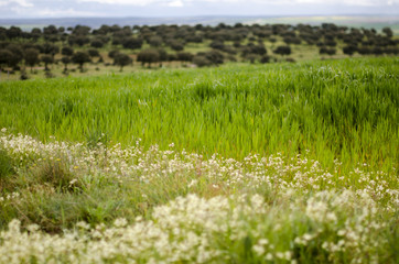 DEHESA CHARRA CAMPO CHARRO SALAMANCA