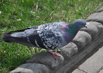 dove