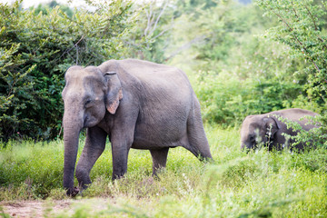Fototapeta premium elephant group