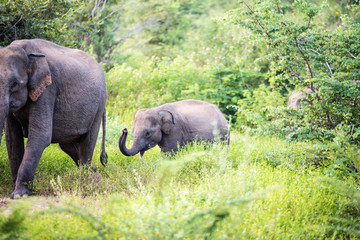 Fototapeta premium elephant group
