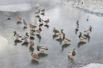Зимовье  птиц. Много диких уток на льду  водоема.Парк Глобы в Днепре. Украина.