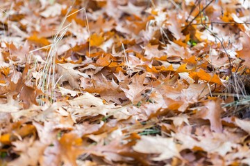 Dry oak leaves lying on ground