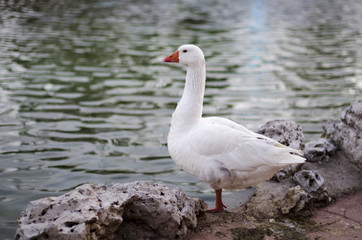 Fototapeta premium CISNE BLANCO COJO