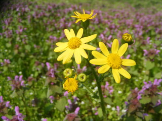 yellow spring flowers