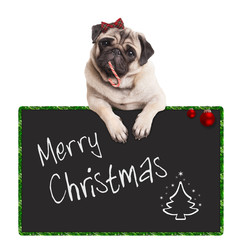 cute pug dog with candy cane, hanging on sign saying merry Christmas, on white background