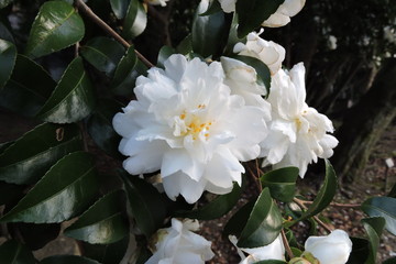 camellia