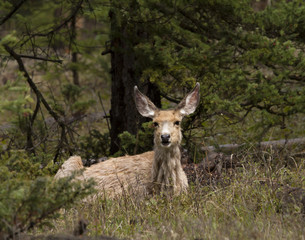 Resting Mule Deer