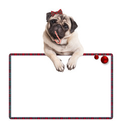 adorable cute pug puppy dog eating candy cane, hanging on blank sign with red baubles, on white background