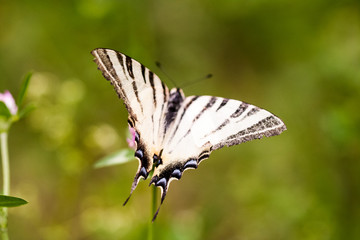 Iphiclides podalirius butterfy with natural background