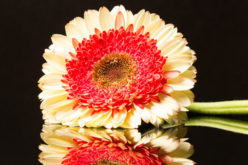 Gerbera jamesonii - beautiful flower with macro details