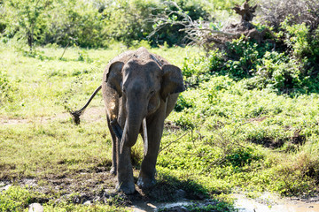 Fototapeta premium Elephant