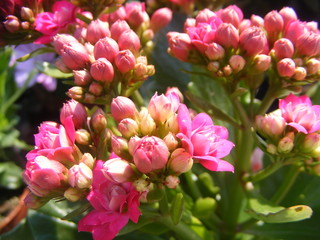 Obraz premium pink efflorescence