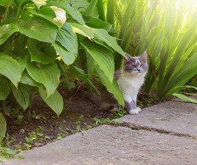 Gray cat in the garden