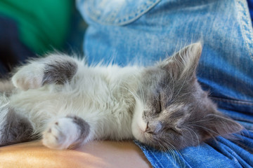 Gray kitten resting