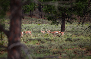 pronghorn groups