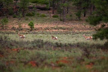 pronghorn group