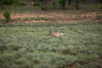 pronghorn