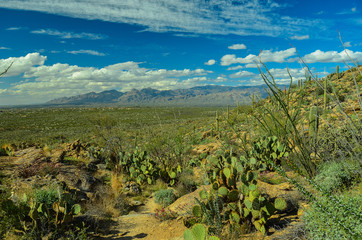 Desert Cactus, Saguarro National Park East, Arizona