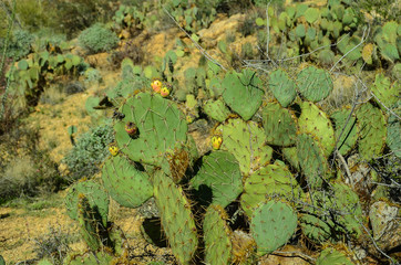 Desert Cactus, Saguarro National Park East, Arizona