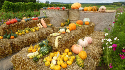 Kürbis Präsentation auf Stroh