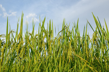 Closeup rice paddy