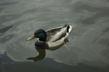 Lone Duck