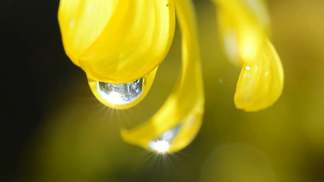ツワブキの花の水滴