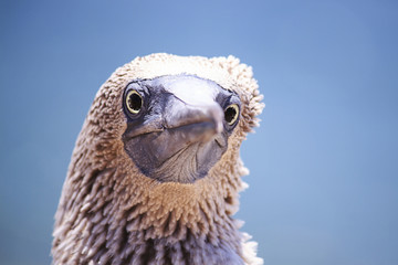 Blue footed booby headshot