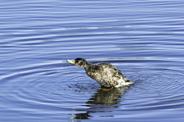 Mallard shaking off water