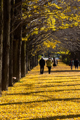 秋のイチョウ（銀杏）並木