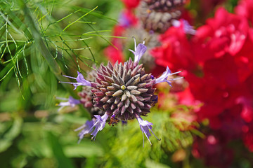 samenkapsel mit einzelnen blauen blüten eines salbeis, nahaufnahme