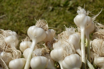 Banch of garlic